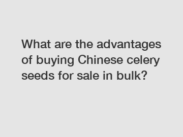 What are the advantages of buying Chinese celery seeds for sale in bulk?