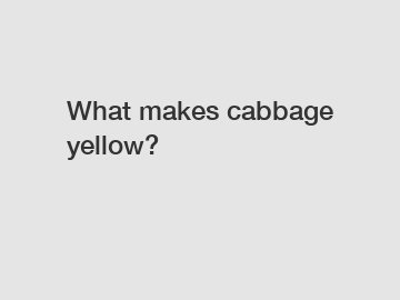 What makes cabbage yellow?